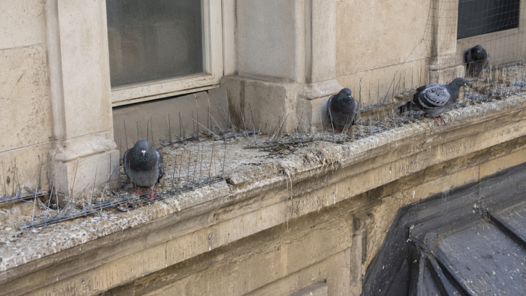 Pigeons posés sur une corniche malgré un dispositif anti-pigeon mal installé avec pics irréguliers et fientes visibles