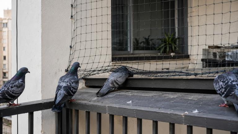Pigeons passant sous un filet anti-pigeons mal tendu sur un balcon urbain