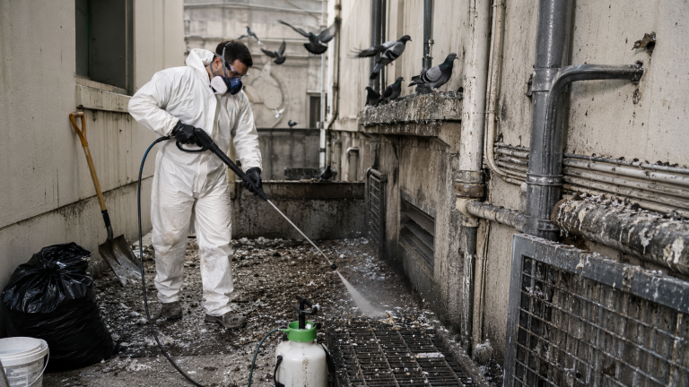 Technicien équipé d’une combinaison de protection nettoyant une cour technique envahie par les pigeons et les fientes