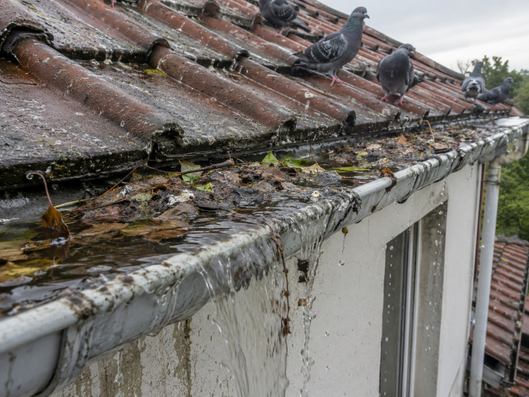Gouttière bouchée par des fientes de pigeon, des feuilles et des débris provoquant un débordement d’eau de pluie sur une toiture.