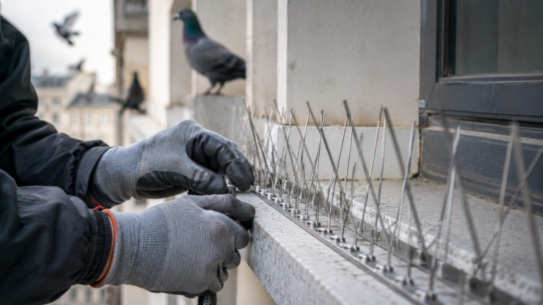 Technicien installant des pics anti-pigeons en inox sur un rebord de fenêtre pour protéger un bâtiment des pigeons
