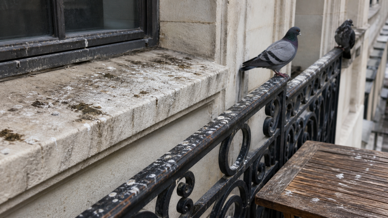 Fientes de pigeon sur une façade en pierre, un garde-corps métallique et une table en bois abîmés