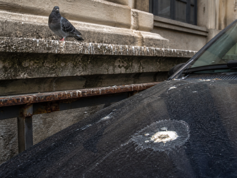 Fientes de pigeon corrosives sur une voiture noire avec pigeon posé sur une façade en pierre urbaine