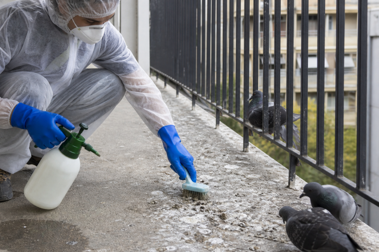 Nettoyage des fientes de pigeon sur un balcon pour neutraliser les mauvaises odeurs