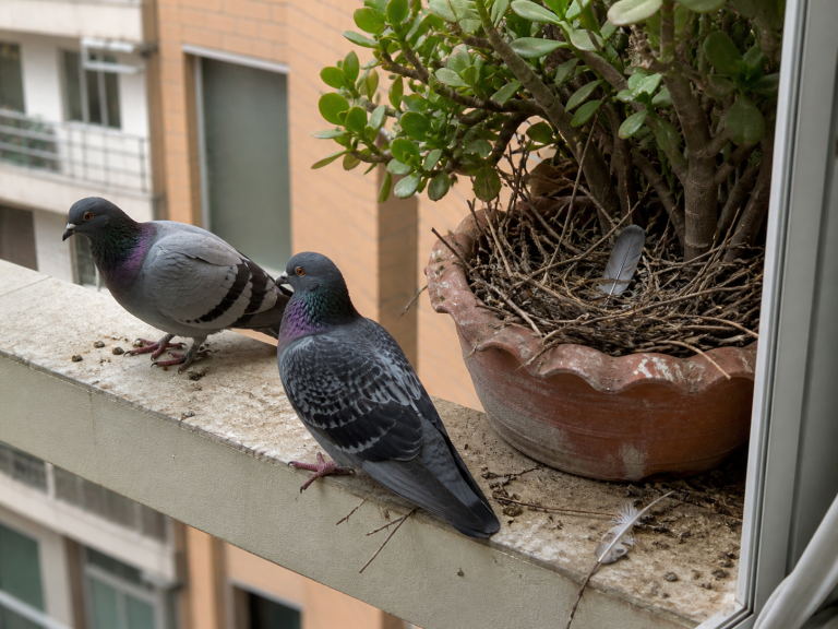 Deux pigeons sur un balcon près d’un nid fait de brindilles dans une jardinière, avec des plumes et fientes visibles indiquant une nidification.