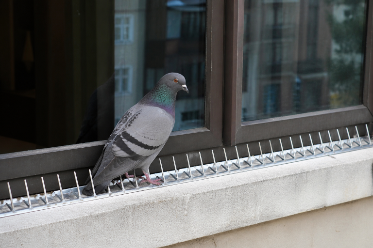 Pigeon posé sur un rebord de fenêtre équipé de pics anti-pigeons pour éviter les nuisances