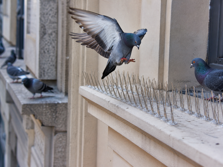 Pigeon tentant de se poser sur un rebord de façade équipé de pics anti-pigeons métalliques