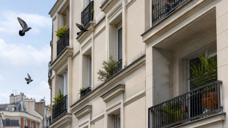Système anti-pigeon installé sur la façade d’un immeuble avec pics, filet de protection et pigeons en vol