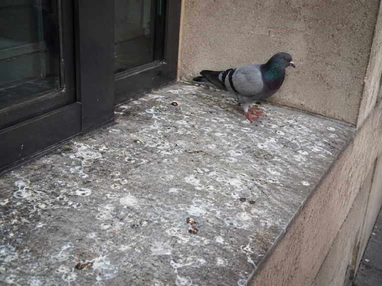 Pigeon sur un rebord de fenêtre en béton taché par des fientes blanches