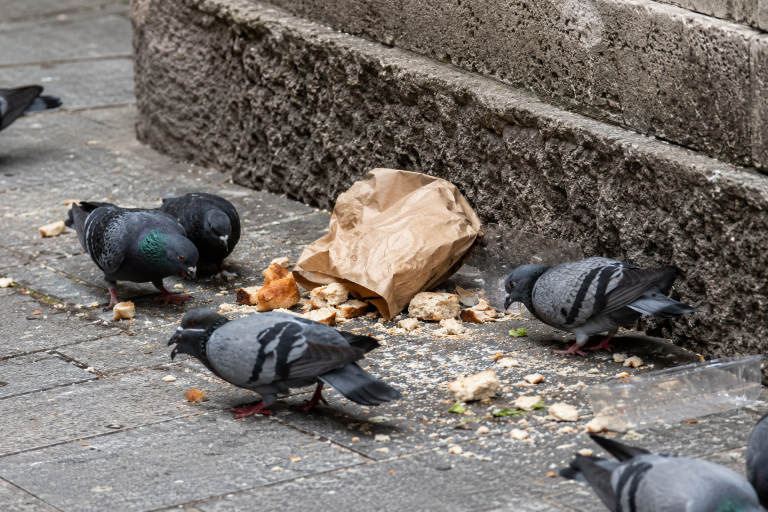Pigeons picorant des restes de pain et des déchets alimentaires sur un trottoir urbain