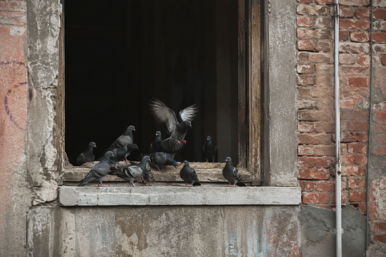 Pigeons perchés à la fenêtre d’un bâtiment inoccupé en milieu urbain