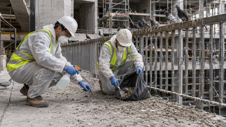 Deux professionnels équipés nettoient les fientes de pigeons sur un chantier en construction envahi par des oiseaux.