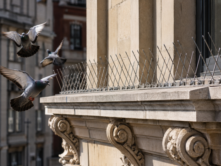 Protection d’une corniche en pierre contre les fientes de pigeon avec des pics anti-pigeons inox