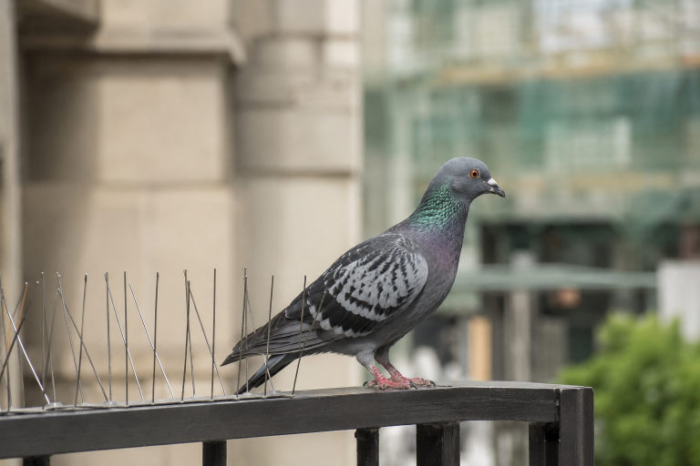 Pigeon posé sur une rambarde équipée de dispositifs anti-pigeons non blessants en milieu urbain
