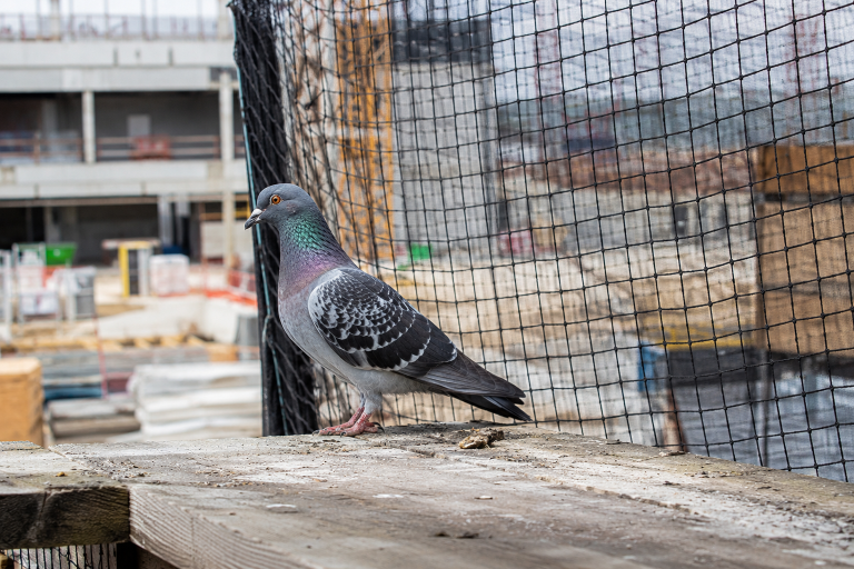 Pigeon sur un chantier protégé par un filet anti-pigeons pour limiter les nuisances et éviter la nidification