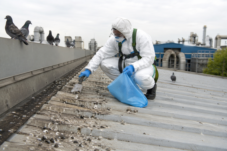 Agent équipé nettoyant des fientes de pigeon sur une toiture industrielle