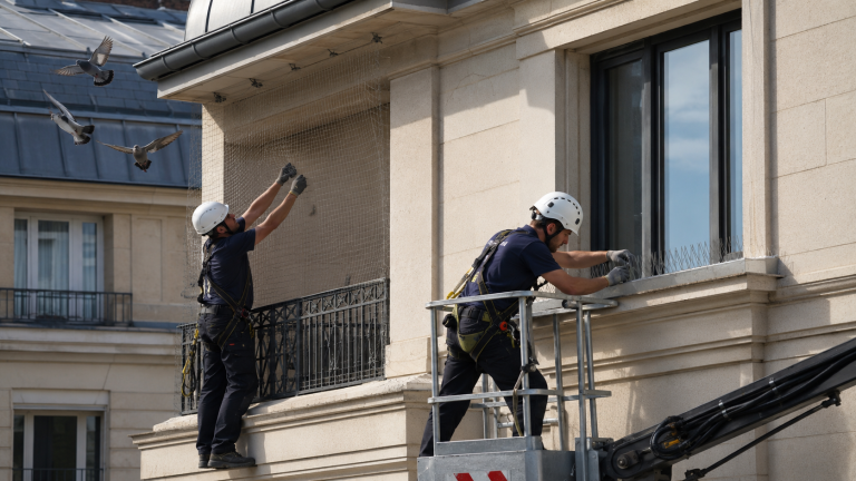 Entreprise spécialisée installant des protections anti-pigeons sur une façade avec filet et pics anti-pigeons