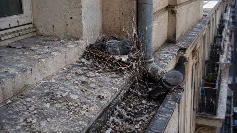 Nid de pigeon installé sur un rebord d’immeuble avec fientes, plumes et salissures près d’une gouttière