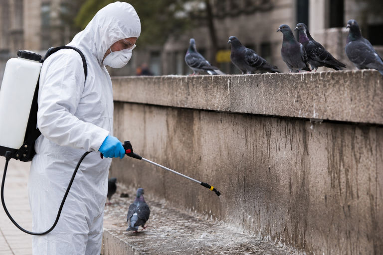 Technicien en combinaison de protection désinfectant une zone infestée par des pigeons en milieu urbain.