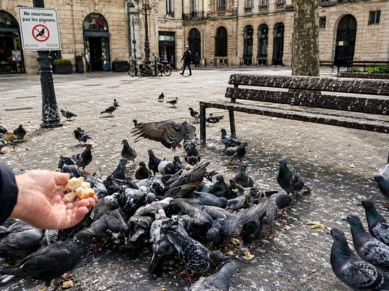 Personne donnant du pain à des pigeons dans une ville malgré un panneau interdisant de les nourrir