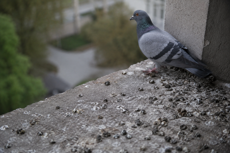 Pigeon posé sur un rebord avec fientes, signe visible d’une présence de pigeons sur un bâtiment