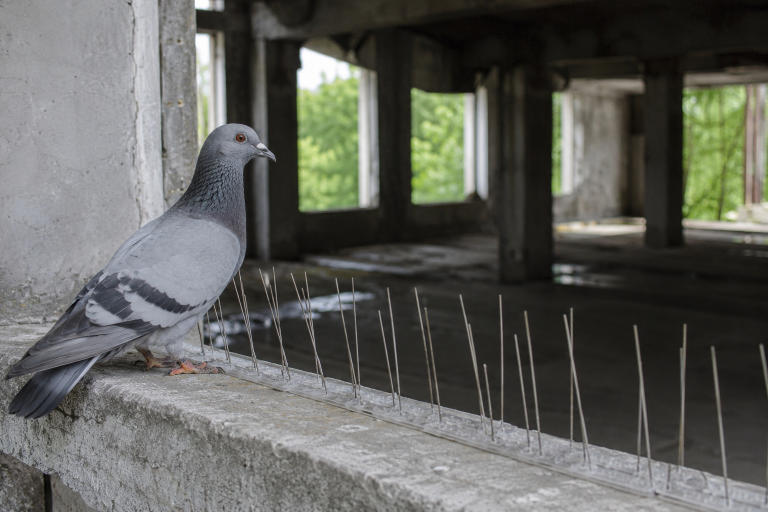 Pigeon posé près de pics anti-pigeons sur le rebord d’un bâtiment vide