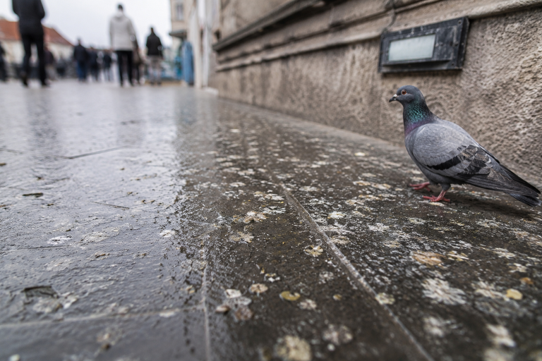 Sol urbain humide couvert de fientes de pigeon, illustrant le risque de glissade causé par les déjections d’oiseaux.
